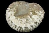 Jurassic Ammonite (Liparoceras) Fossil - England #113150-1